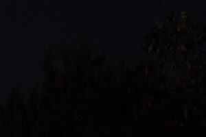 majestic juniper in the moonlight